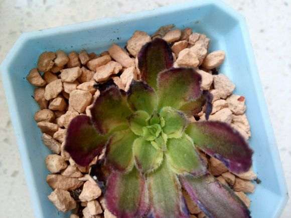 夏天作死插法师多肉 半个月了 怎么办