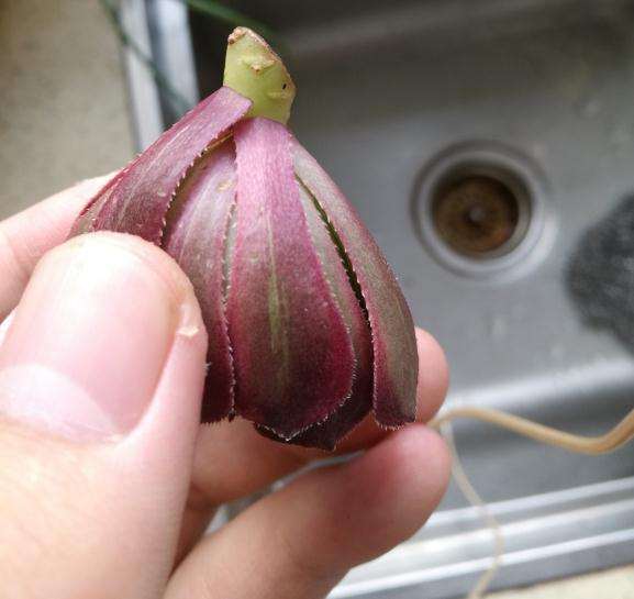 夏天作死插法师多肉 半个月了 怎么办