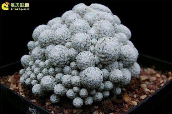 夏天多肉白鸟能否救活