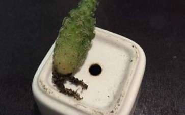 夏天多肉白鸟能否救活 怎么办 图片