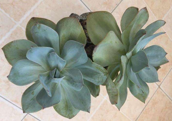 夏天挺过去了 白凤多肉软软的