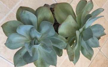 夏天挺过去了 白凤多肉软软的 图片