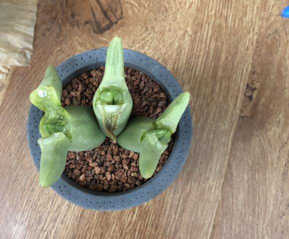 少将多肉夏天在褪色 需要浇水吗