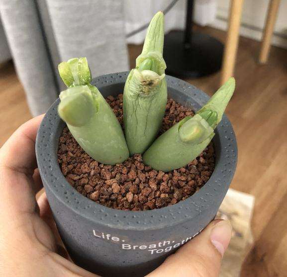 少将多肉夏天在褪色 需要浇水吗