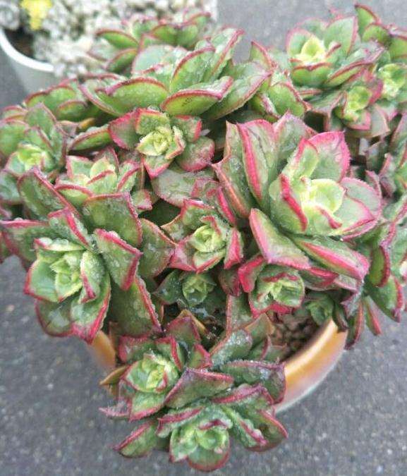 为什么艳日辉多肉是夏必死