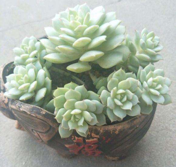 为什么艳日辉多肉是夏必死