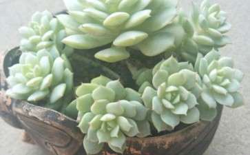 为什么艳日辉多肉是夏必死 图片