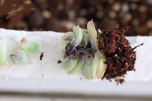 夏天死了一大批多肉 黑腐的