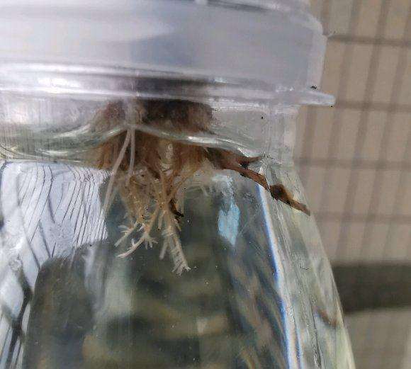 夏天高温 水培多肉怎么转去土培