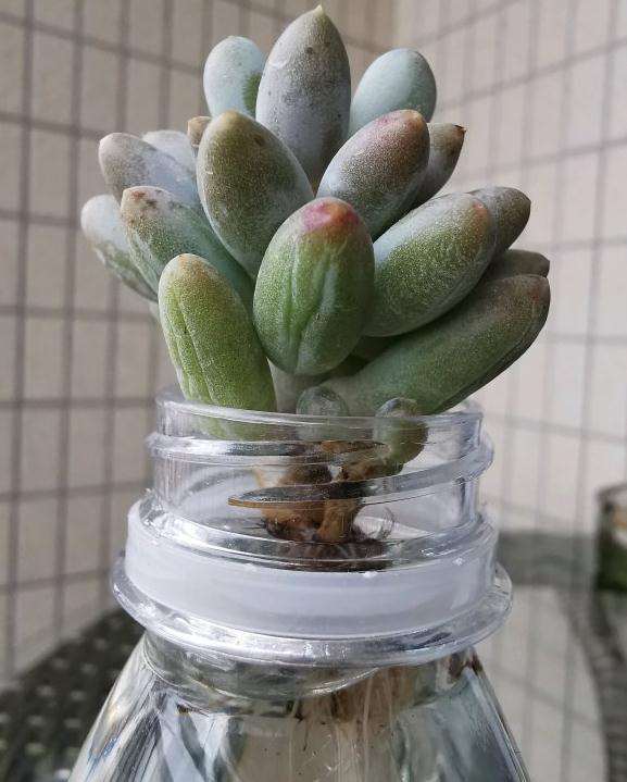 夏天高温 水培多肉怎么转去土培