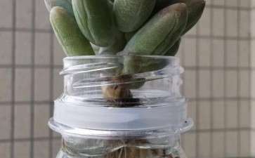 夏天高温 水培多肉怎么转去土培