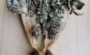 夏天法师多肉怎么水培发根 可以吗