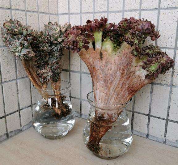 夏天法师多肉可以水培吗