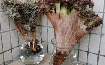 夏天法师多肉可以水培吗 可以吗