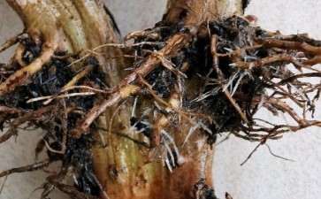 夏天法师多肉用水培 发根了 图片