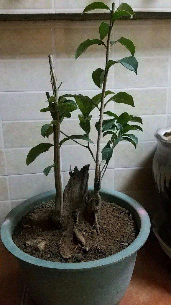 拆迁户遗弃的桂花下山桩 被我挖回来