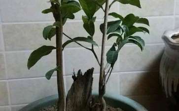 拆迁户遗弃的桂花下山桩 被我挖回来