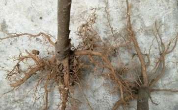 桂花下山桩怎么盘根处理 图片