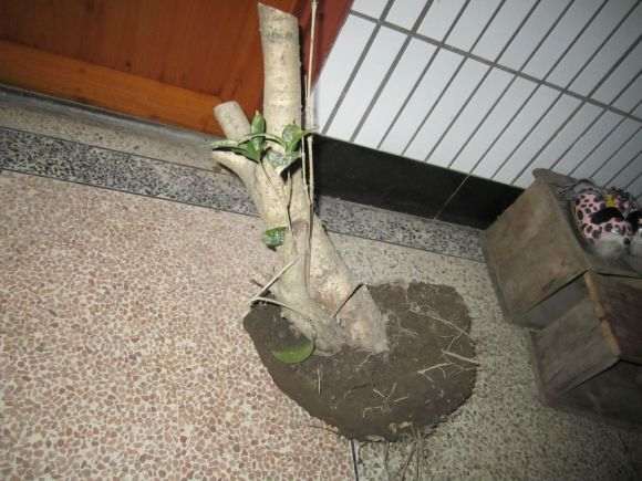 搞到一个桂花下山桩