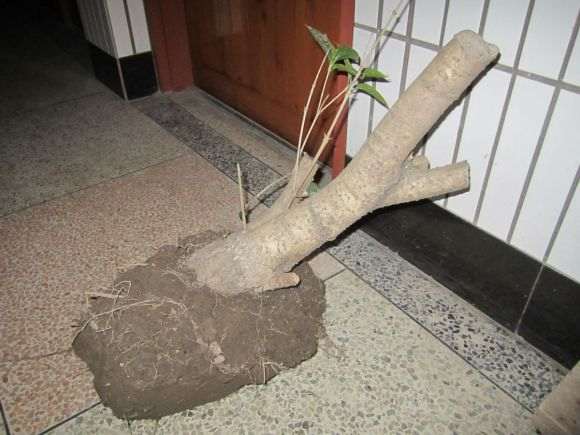 搞到一个桂花下山桩