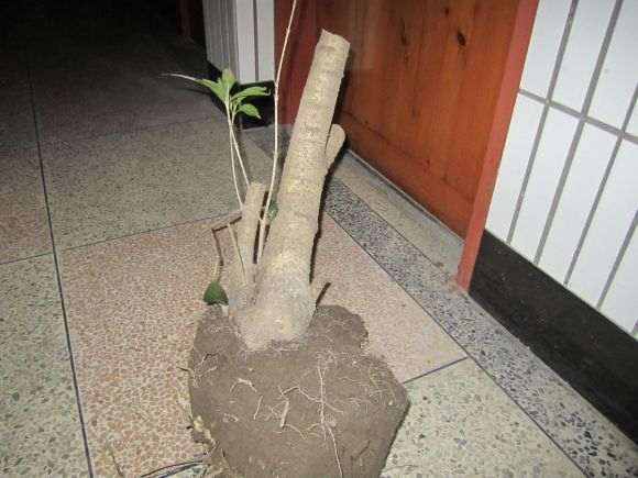 搞到一个桂花下山桩