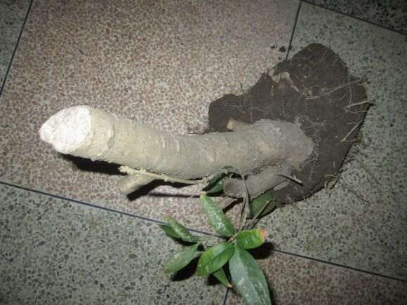 搞到一个桂花下山桩