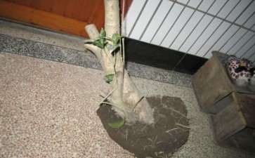 搞到一个桂花下山桩 请行家指点 图片