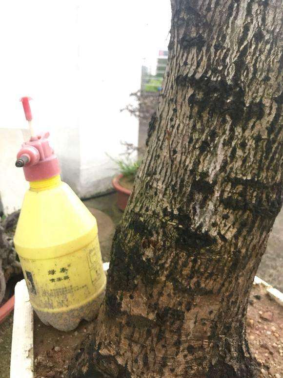 老桂花下山桩终于发芽了