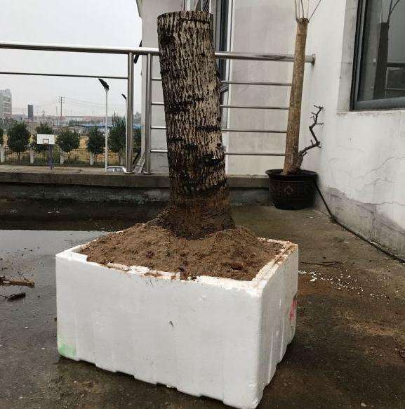 老桂花下山桩终于发芽了