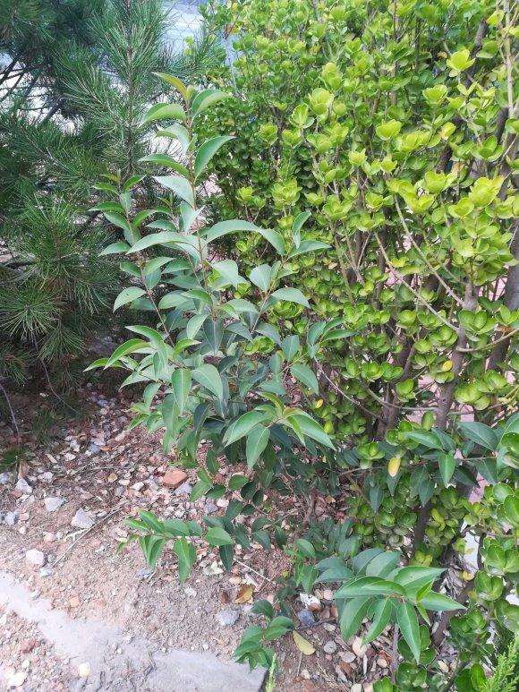 嫁接桂花用什么下山桩