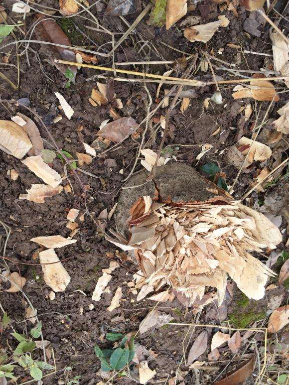 桂花下山桩的桩头 有用吗