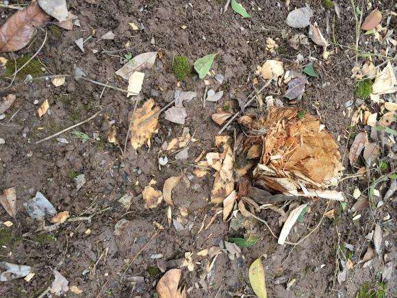 桂花下山桩的桩头 有用吗