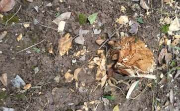 桂花下山桩的桩头 有用吗 想做盆景