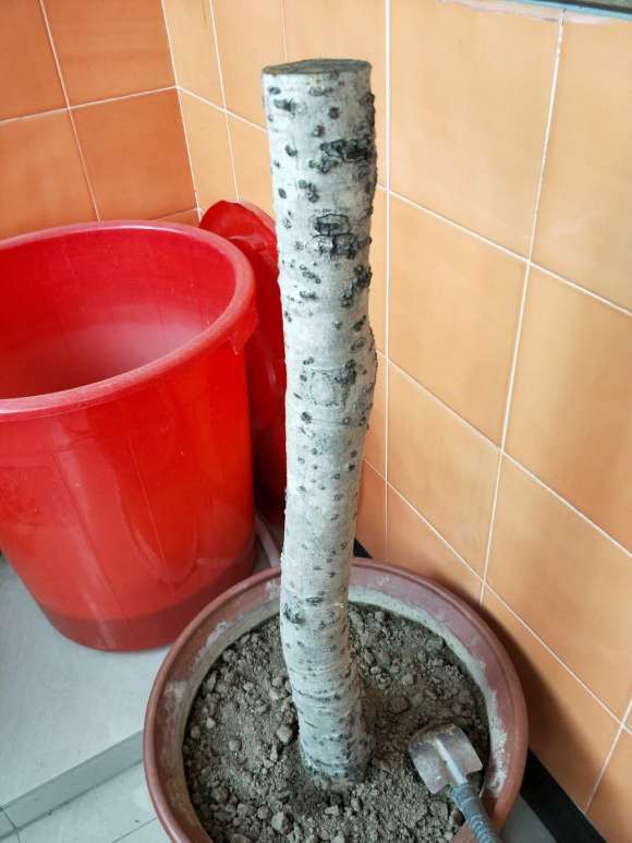 为什么说四季桂花下山桩不好养