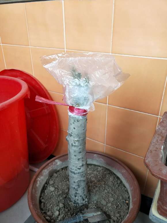 为什么说四季桂花下山桩不好养