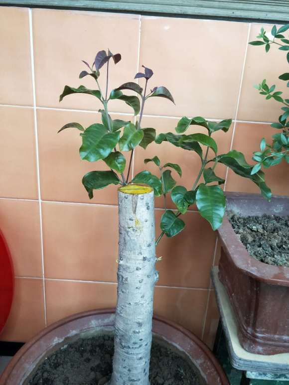 为什么说四季桂花下山桩不好养