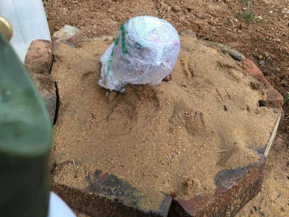 桂花下山桩放沙里养根 可以吗