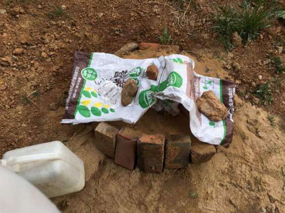 桂花下山桩放沙里养根 可以吗