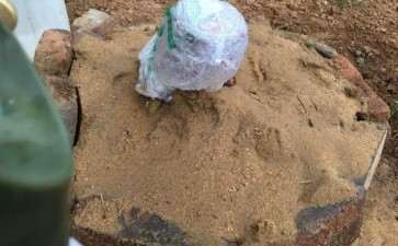 桂花下山桩放沙里养根 可以吗