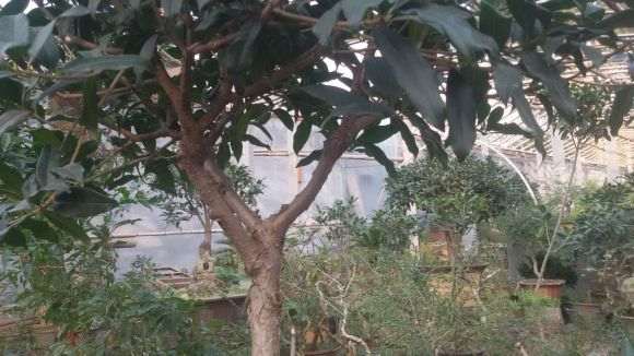 桂花下山桩为什么不高杆嫁接