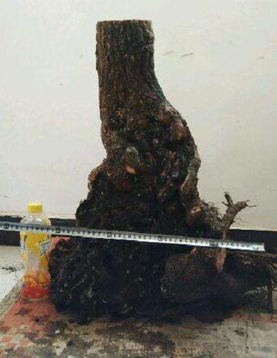 桂花下山桩为什么不高杆嫁接