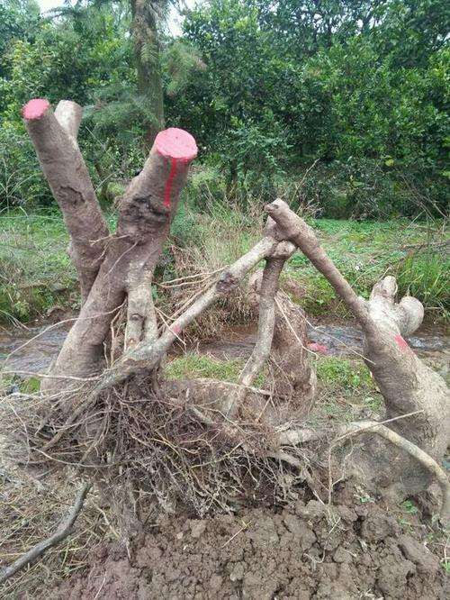 桂花下山桩用什么土栽