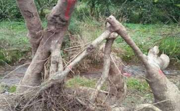 桂花下山桩用什么土栽 最好