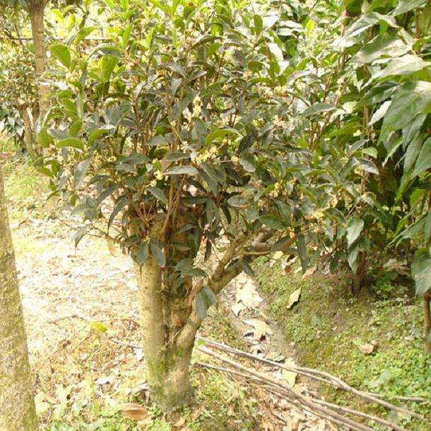 纠结桂花下山桩靠什么品种好