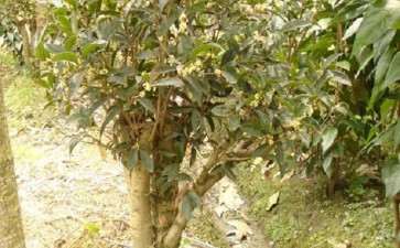 纠结桂花下山桩靠什么品种好