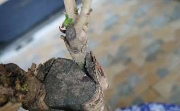 看我自己动手嫁接桂花下山桩 图片