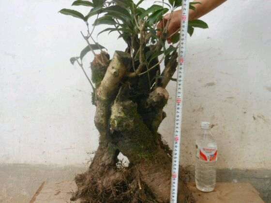 刚买的桂花下山桩