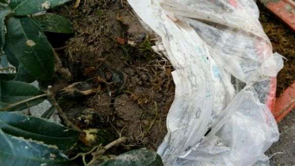 刚买的桂花下山桩