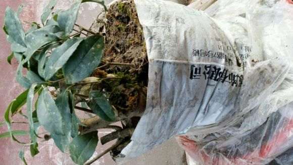 刚买的桂花下山桩