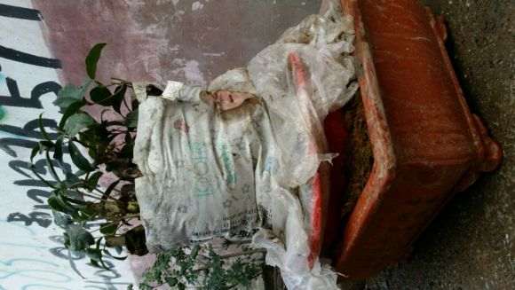 刚买的桂花下山桩